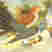 Common Cuckoo